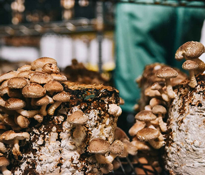 Highly-effective mushroom cultivation cold storage