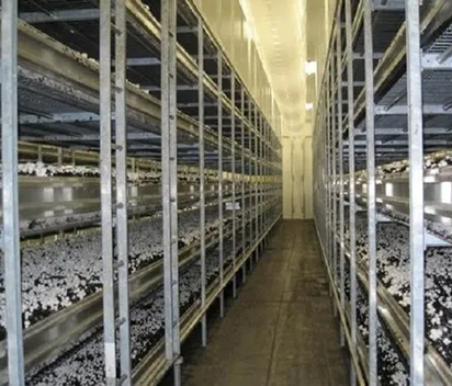 Mushroom cultivation cold storage growing room