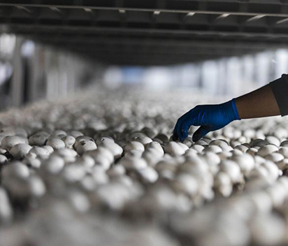 Choose the right mushroom cultivation cold storage